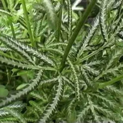 Pteris - Slender Brake Fern -Plant Collection Sales Shop pteris victoiare