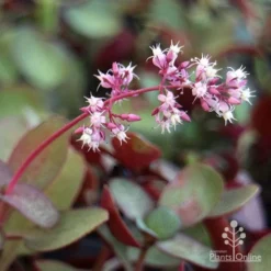 Crassula Purple Dragon - Fairy Crassula 12 Crassula Purple Dragon - Fairy Crassula -Plant Collection Sales Shop purple dragon crassula flower