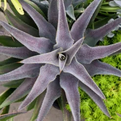 Mangave Purple People Eater - Succulent