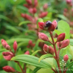 Tibouchina Purple Star -Plant Collection Sales Shop purple star buds rain
