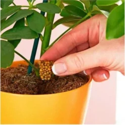 Miracle Gro Push & Feed Plant Food -Plant Collection Sales Shop push and feed