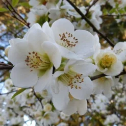 Chaenomeles Nivalis - Japanese Quince -Plant Collection Sales Shop quince nivalis crop