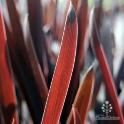 Cordyline Australis Red Sensation -Plant Collection Sales Shop red sensation leaf