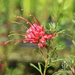 Grevillea Red Wings -Plant Collection Sales Shop redwings flower close