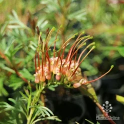 Grevillea Red Wings -Plant Collection Sales Shop redwings fully open flower