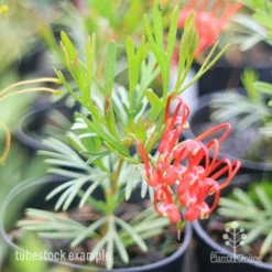 Grevillea Red Wings -Plant Collection Sales Shop redwings tubestck