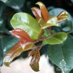 Syzygium Resilience - Lilly Pilly -Plant Collection Sales Shop resilience leaf colours