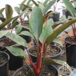 Philodendron Rojo Congo -Plant Collection Sales Shop rojo congo large size