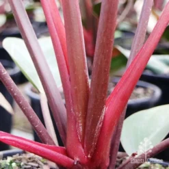Philodendron Rojo Congo -Plant Collection Sales Shop rojo stem colour
