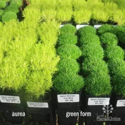 Sagina Subulata Aurea – Scotch Moss -Plant Collection Sales Shop sagina compare