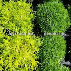 Sagina Subulata Aurea – Scotch Moss -Plant Collection Sales Shop sagina comparison 2
