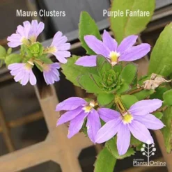 Scaevola Purple Fanfare - Fan Flower -Plant Collection Sales Shop scaevola mauve clusters left fanfare right