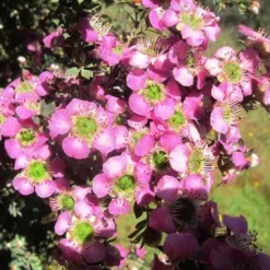 Leptospermum Seclusion - Tea Tree