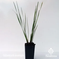 Lomandra SHARA 15 Lomandra SHARA -Plant Collection Sales Shop shara tubestock