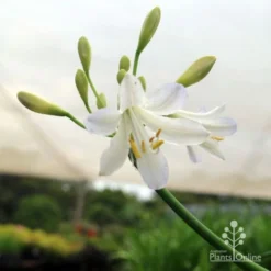 Agapanthus Silver Baby -Plant Collection Sales Shop silver baby agapanthus below