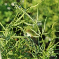 Pteris - Slender Brake Fern -Plant Collection Sales Shop slender brake img 5305