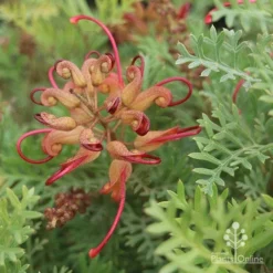 Grevillea Soopa Doopa -Plant Collection Sales Shop sooper dooper buds