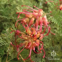 Grevillea Soopa Doopa -Plant Collection Sales Shop sooper dooper two