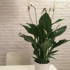 Spathiphyllum Maracay - Peace Lily -Plant Collection Sales Shop spathi indoors