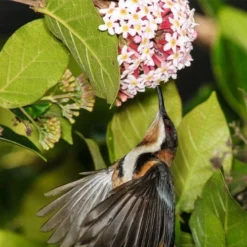 Rondeletia Amoena -Plant Collection Sales Shop spine bill rondeletia