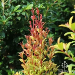 Syzygium Straight And Narrow - Lilly Pilly -Plant Collection Sales Shop straight and narrow new leaf colour