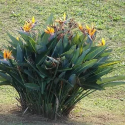 Strelitzia Reginae - Bird Of Paradise -Plant Collection Sales Shop strelitzia reginae mature