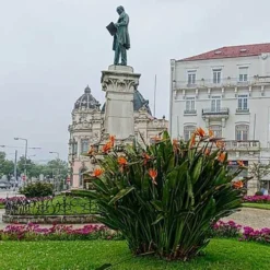 Strelitzia Reginae - Bird Of Paradise -Plant Collection Sales Shop strelitzia reginae mature statue