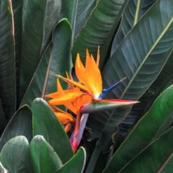 Strelitzia Reginae - Bird Of Paradise -Plant Collection Sales Shop strelitzia and leaves 500 1