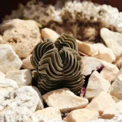 Crassula Buddha’s Temple - Succulent -Plant Collection Sales Shop succulent buddhas temple