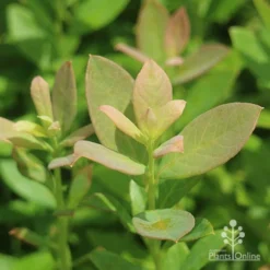 Blueberry Sunshine Blue -Plant Collection Sales Shop sunshine blue foliage