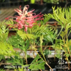Grevillea Superb -Plant Collection Sales Shop superb tube