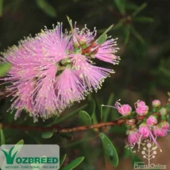 Callistemon Sweet Burst -Plant Collection Sales Shop sweetburst flower