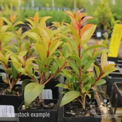 Syzygium Bush Christmas - Lilly Pilly -Plant Collection Sales Shop syzygium bush christmas tubestock plants
