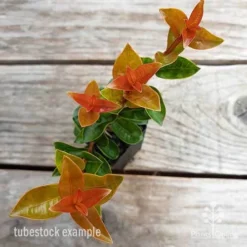 Syzygium Orange Twist - Lilly Pilly -Plant Collection Sales Shop syzygium orange twist