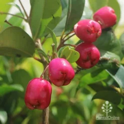 Syzygium Resilience - Lilly Pilly -Plant Collection Sales Shop syzygium resilience berries