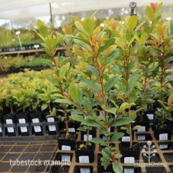 Syzygium Resilience - Lilly Pilly -Plant Collection Sales Shop syzygium resilience tubestock tall