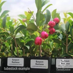 Syzygium Resilience - Lilly Pilly -Plant Collection Sales Shop syzygium resiliencetubestock berries