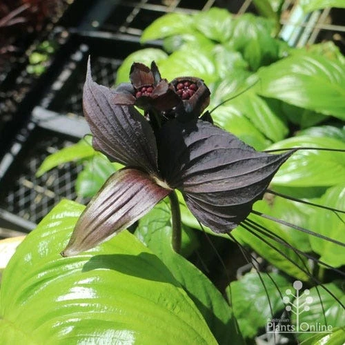 Bat Plant - Tacca 7 Bat Plant - Tacca - Image 7