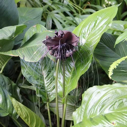 Bat Plant - Tacca 1 Bat Plant - Tacca