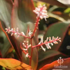 Cordyline Fruticosa Tangelo -Plant Collection Sales Shop tangelo cordyline flower