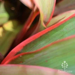 Cordyline Fruticosa Tangelo -Plant Collection Sales Shop tangelo leaf close