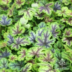 Heucherella Tapestry - Foamy Bells -Plant Collection Sales Shop tapestry colour range