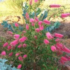 Callistemon Taree Pink -Plant Collection Sales Shop taree pink 500