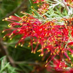 Grevillea Mini Marvel -Plant Collection Sales Shop thelemanniana grevillea flower