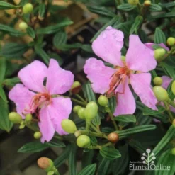 Tibouchina Chameleon -Plant Collection Sales Shop tib chameleon flowers 500 1