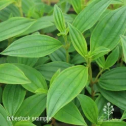 Tibouchina Illusion -Plant Collection Sales Shop tib illusion leaf 500 1