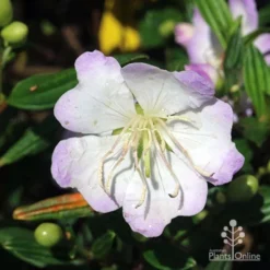 Tibouchina Chameleon -Plant Collection Sales Shop tibouchina chameleon close