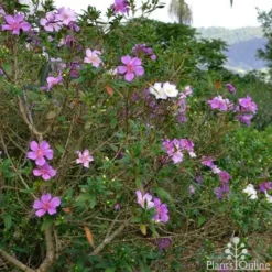 Tibouchina Chameleon -Plant Collection Sales Shop tibouchina chameleon 2
