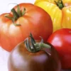 Tomato Gourmet Mix - Seed
