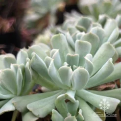 Echeveria Topsy Turvy - Succulent -Plant Collection Sales Shop topsy echeveria